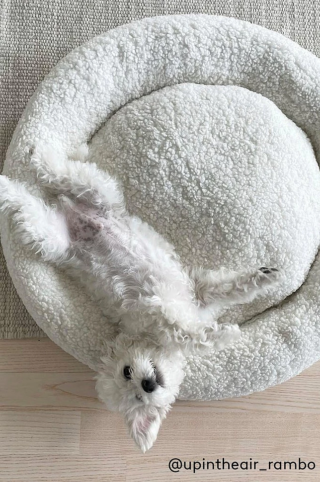 YOSHI hundeseng/katteseng