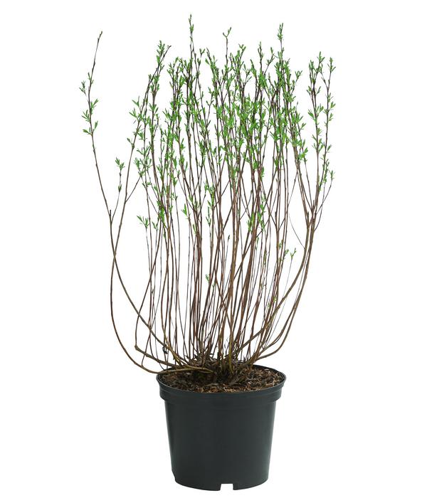 Kugelweide 'Nana'