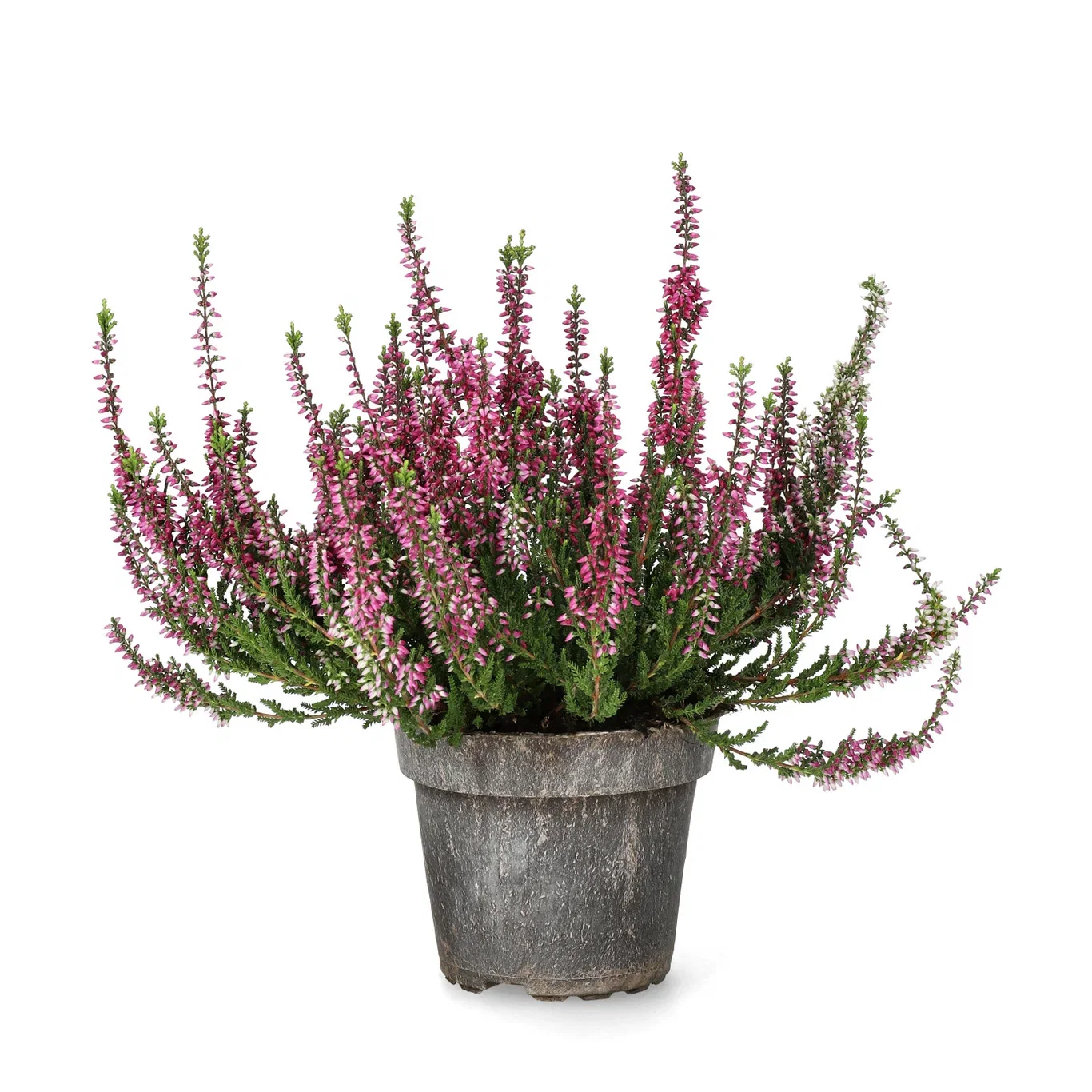 Calluna vulgaris (Garden Girls Series) Røsslyng Garden Girls Ø12 cm