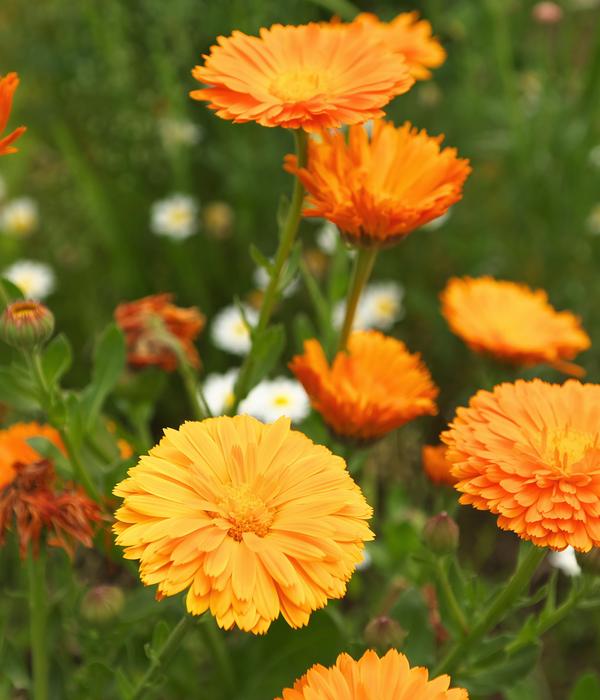 Dehner Bio-Saatgut Ringelblume