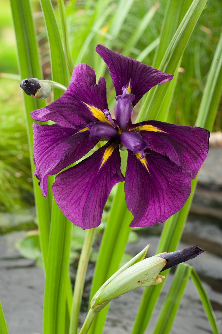 Japanse Iris (Iris kaempferi) D 18 H 30 cm