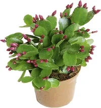 Schlumbergera x graeseri Påskekaktus Ø9 cm
