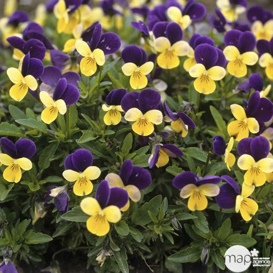 Viola cornuta en jardinière 40cm - Coloris variables