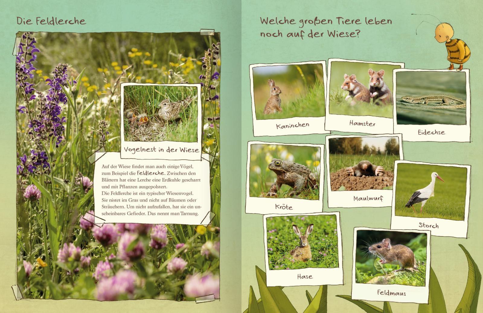 Die kleine Hummel Bommel entdeckt die Wiese
