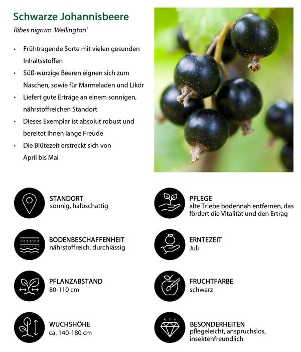 Johannisbeer-Set Sommerbeeren, 3-teilig