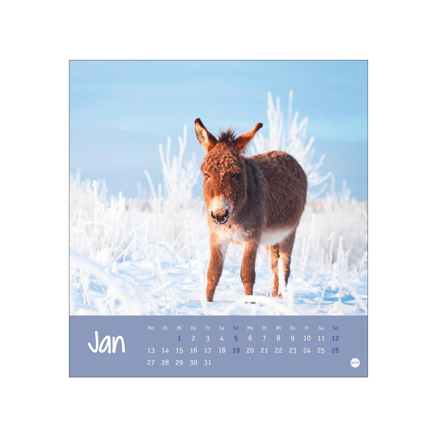 Postkartenkalender Esel 2025
