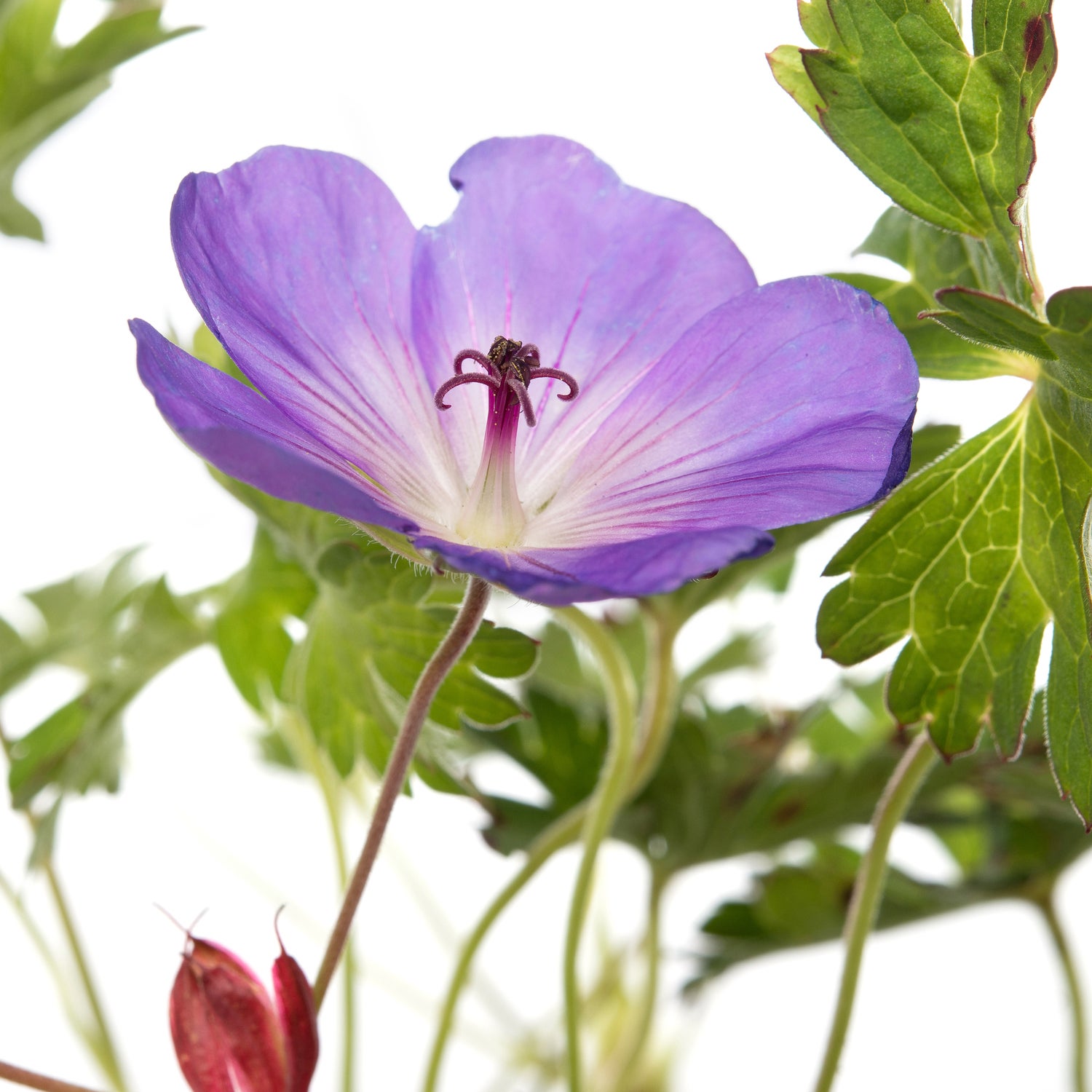 Ooievaarsbek (Geranium sanguineum 'Striatum') D 11 H 10 cm