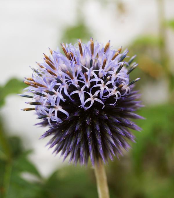 Bio Kugeldistel