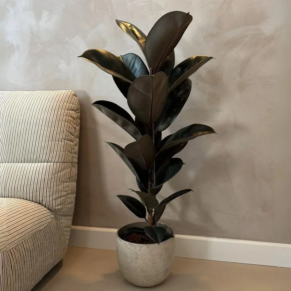 Rubberplant - Ficus Elastica 'Abidjan' - Hoogte 75-100cm - ⌀24cm