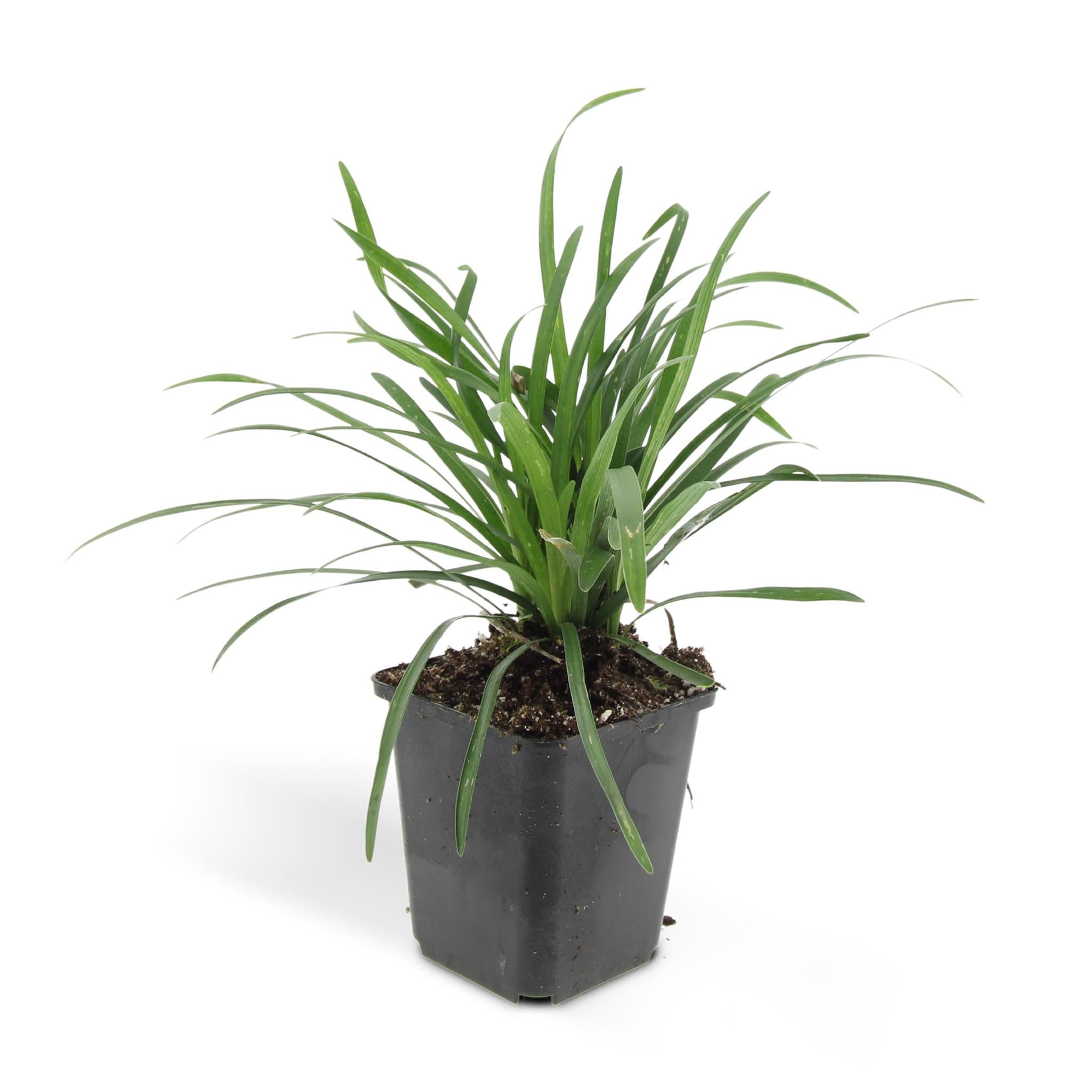 Liriope muscari 'big blue' - lot de 6
