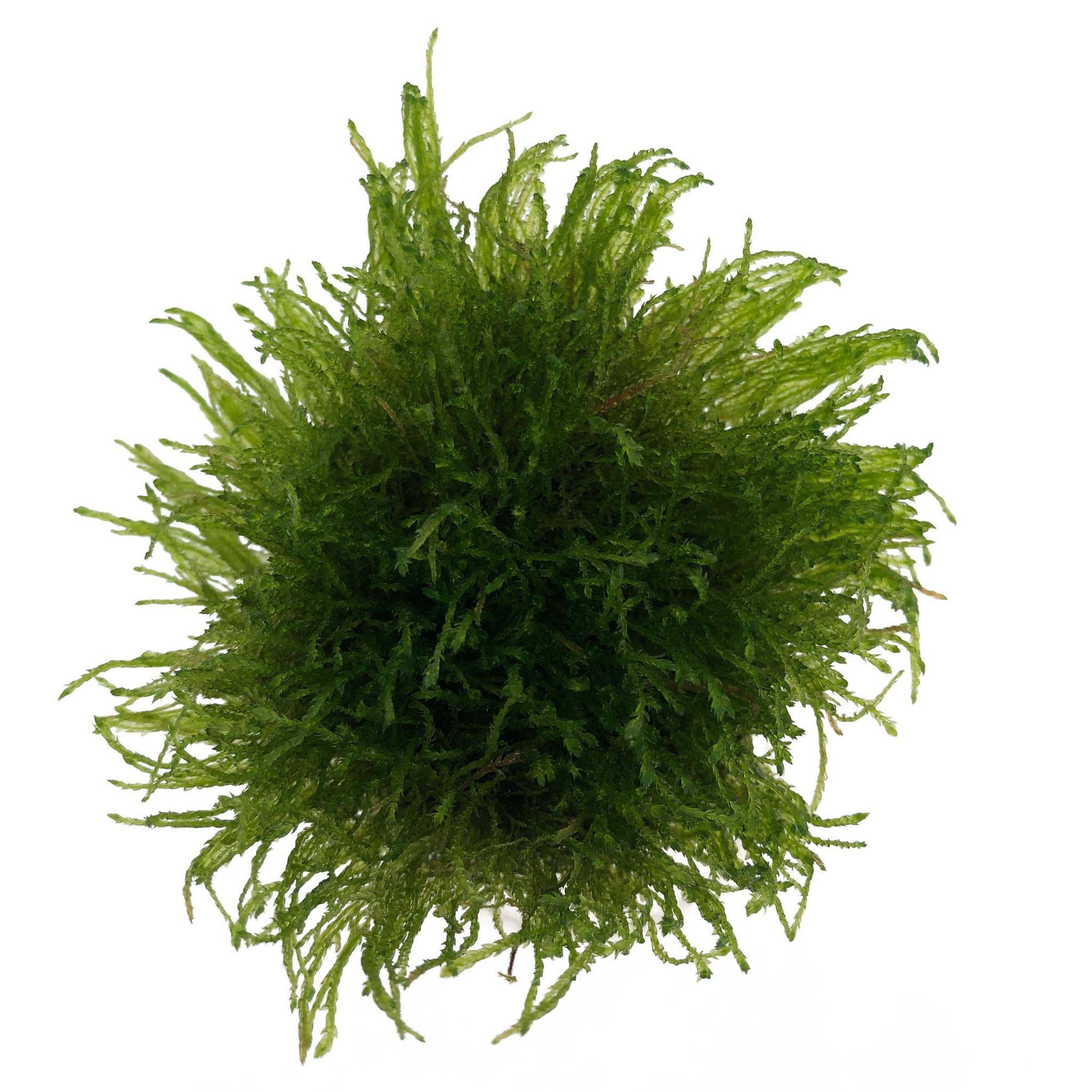 Taxiphyllum Barbieri in vitro bakje