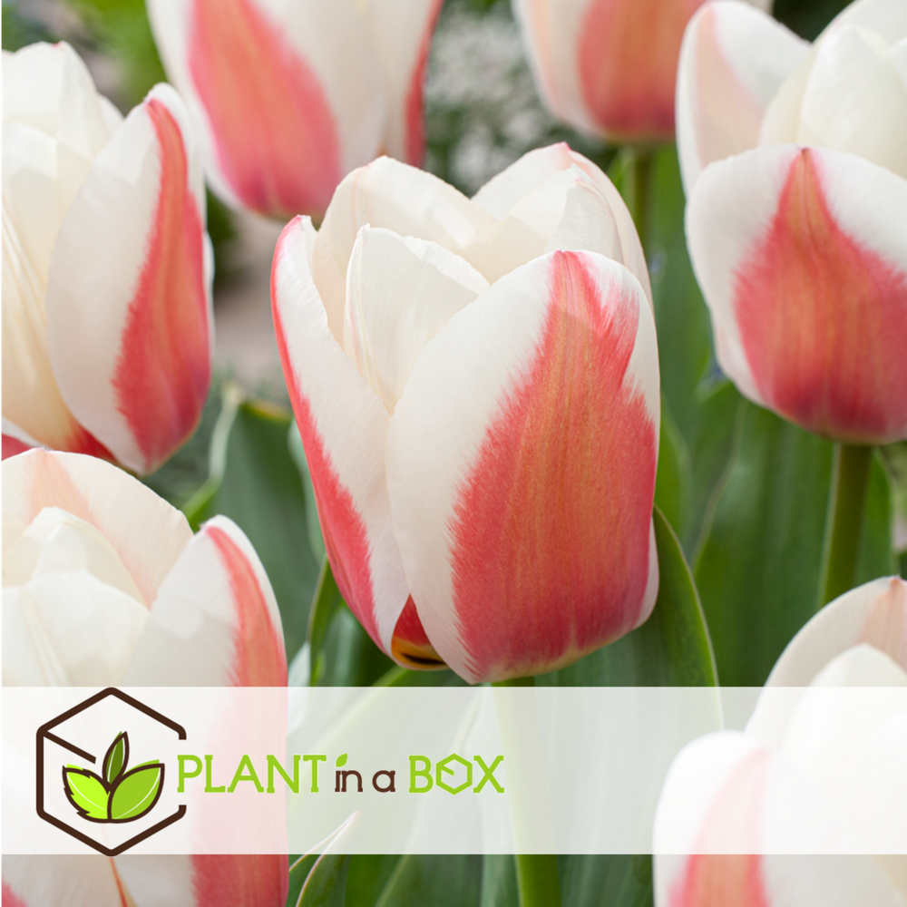 Tulipa willem vd akker - bulbes à fleurs x14 - tulipe bicolore