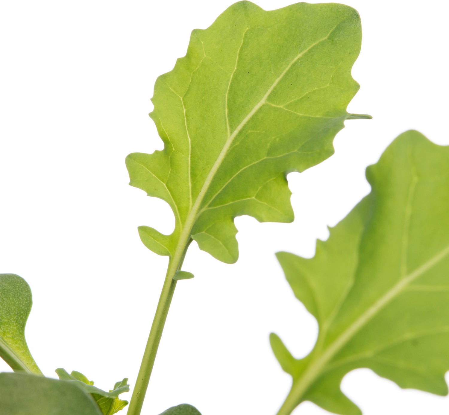 Biologische broccoli (Brassica oleracea Italica) D 9 H 5 cm