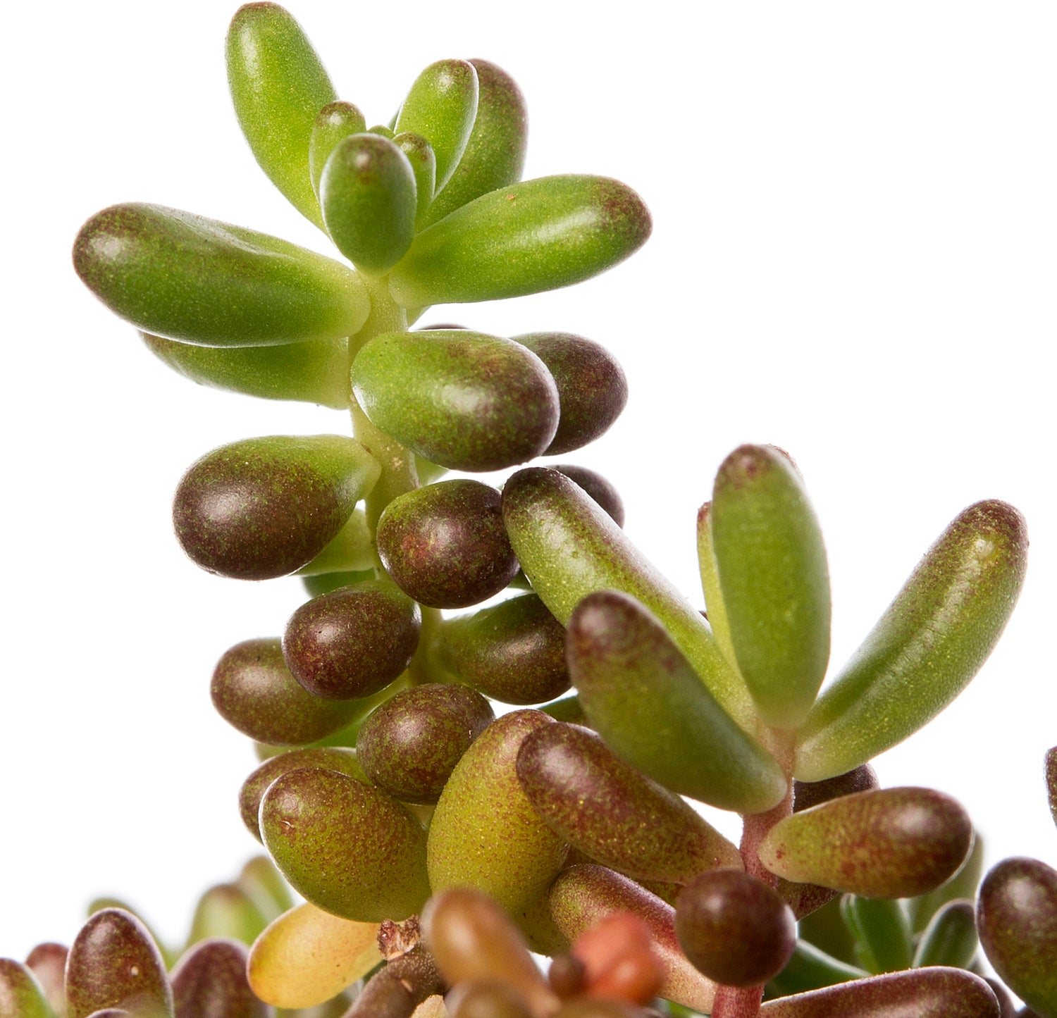 Vetkruid (Sedum album) D 9 H 10 cm