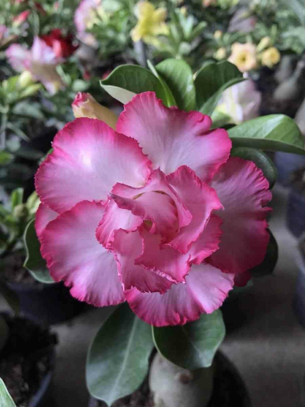 Adenium obesum cv.good luck blanc et rose - taille caudex d'environ 2000g 25/30cm très gros caudex
