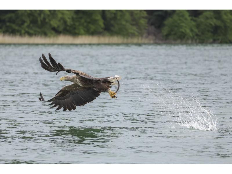 Canon Zoomobjektiv RF 100-500mm F/4.5-7.1L IS USM Canon RF Kompaktes und leichtes Supertele-Objektiv für Sport- und Wildlife-Aufnahmen