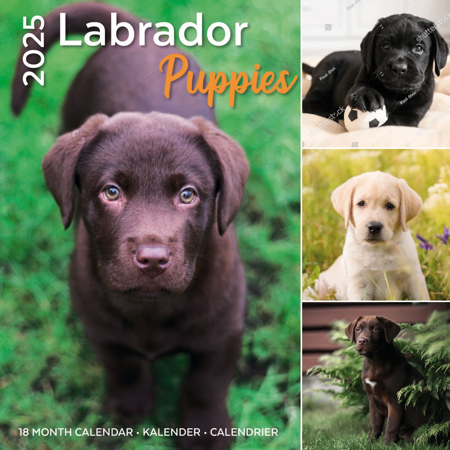 Plenty Gifts kalender labrador puppies 30 x 30 x 0,5 cm