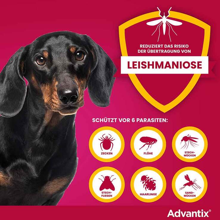 Advantix Spot-on Hund 4 - 10 kg Lösung, 4 St