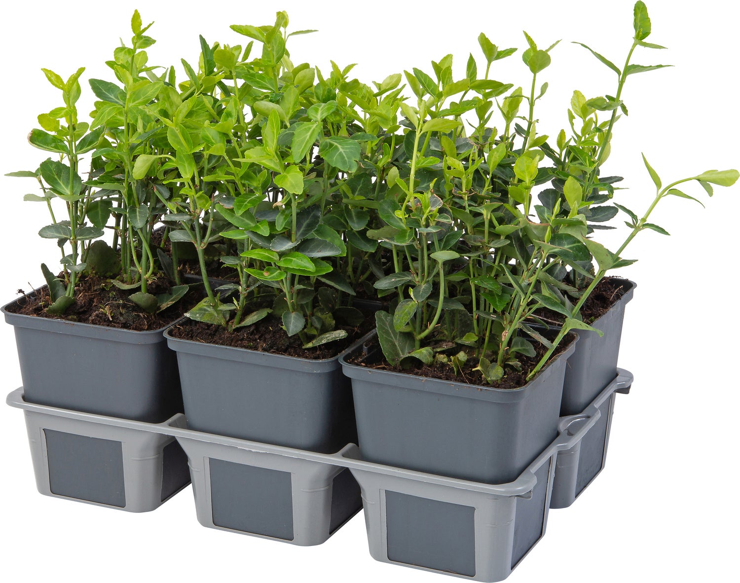 Japanse Kardinaalsmuts (Euonymus japonica 'Green Spire') sixpack D 9 H 10 cm