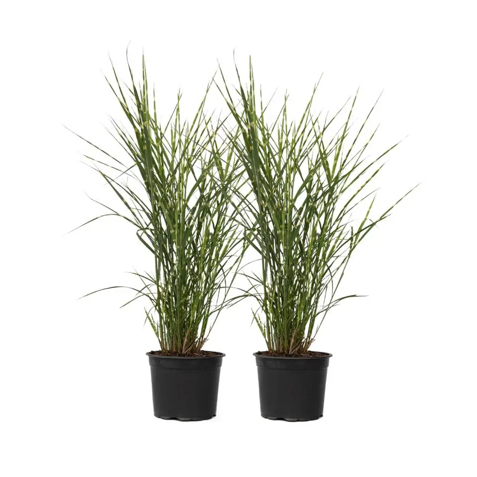 Chinees prachtriet - Set van 2 - Miscanthus 'Zebrinus' - Hoogte 20-30cm - ⌀23cm