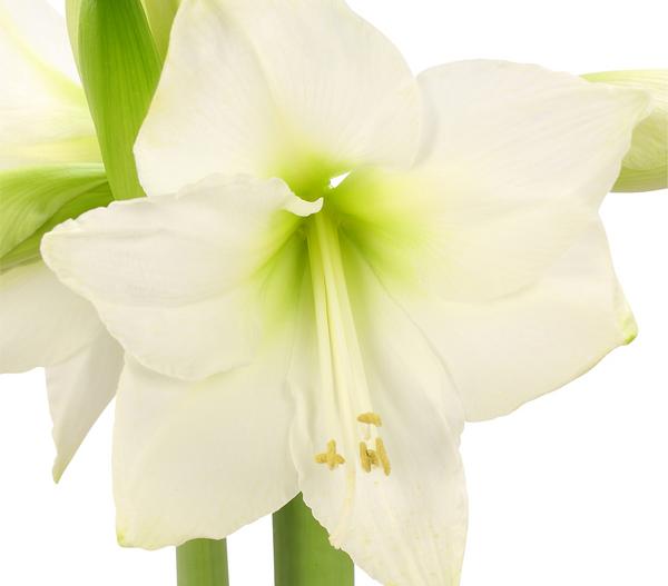 Amaryllis - Hippeastrum-Hybride, verschiedene