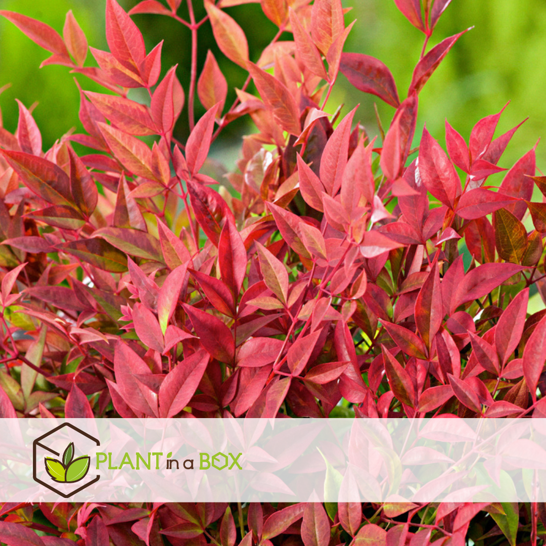 Nandina obsessed - ensemble de 2 - pot 17cm - hauteur 25-40cm
