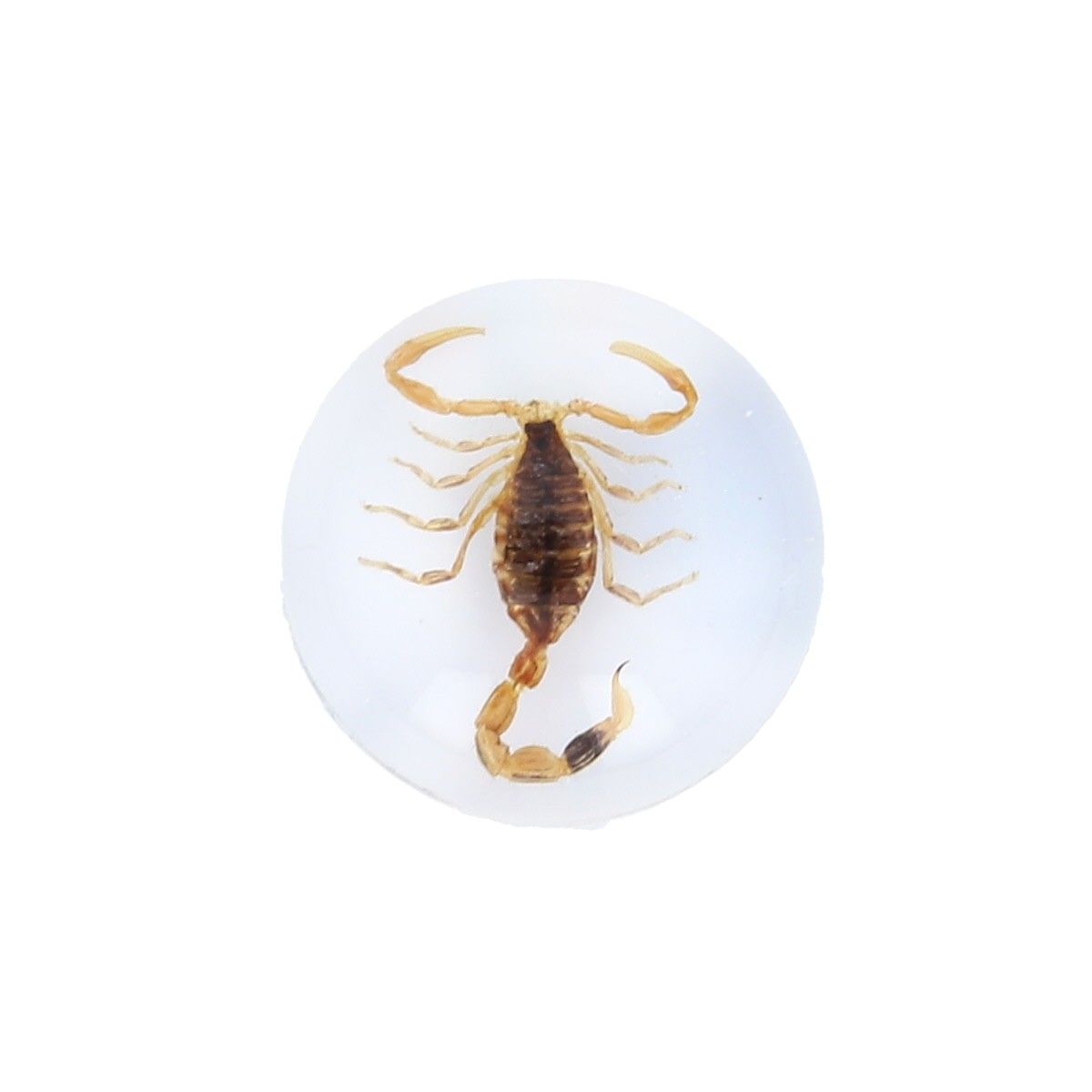 Scorpion doré inclusion sous résine Mercredi et Patati