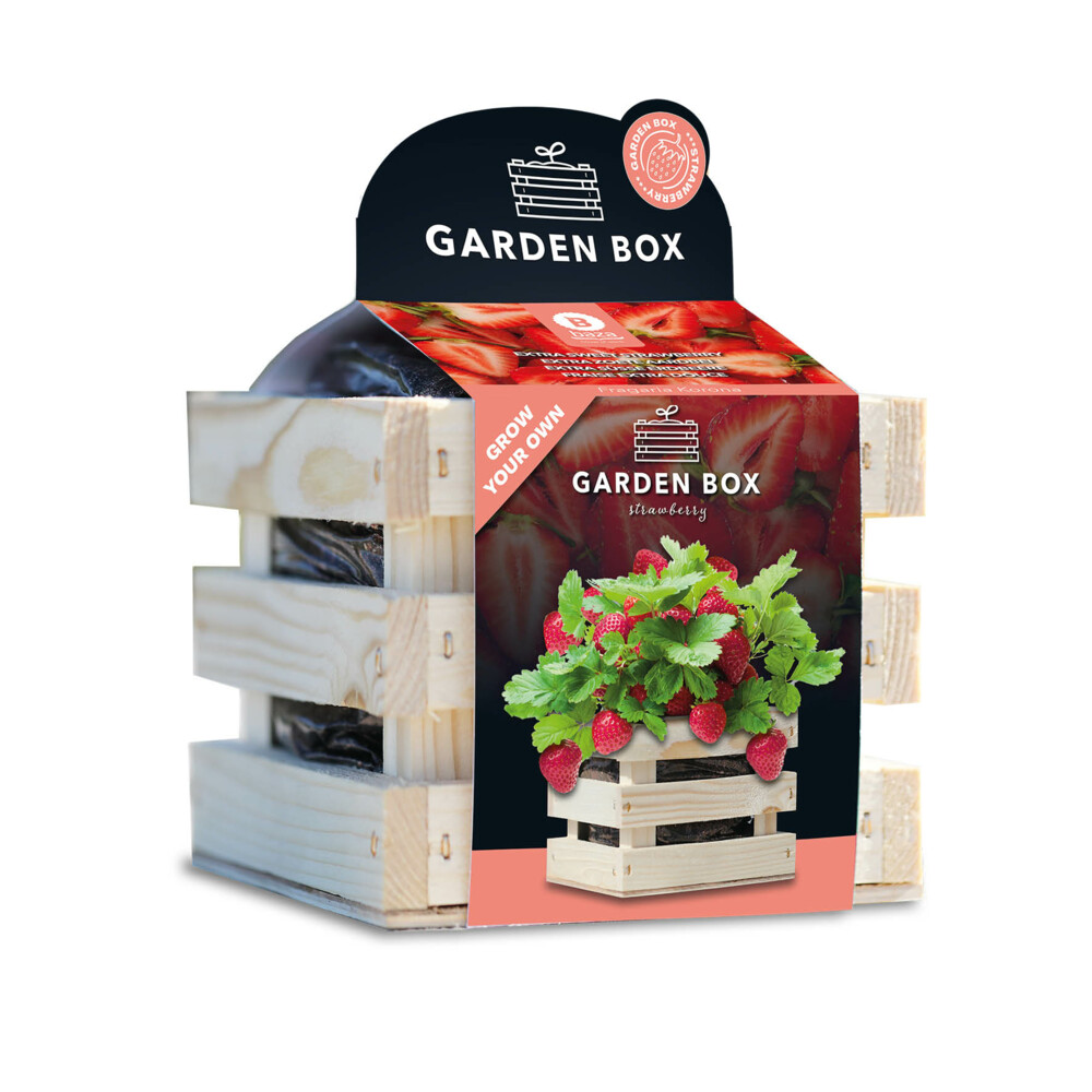 Baza Gardenbox Set Aardbeien1 set