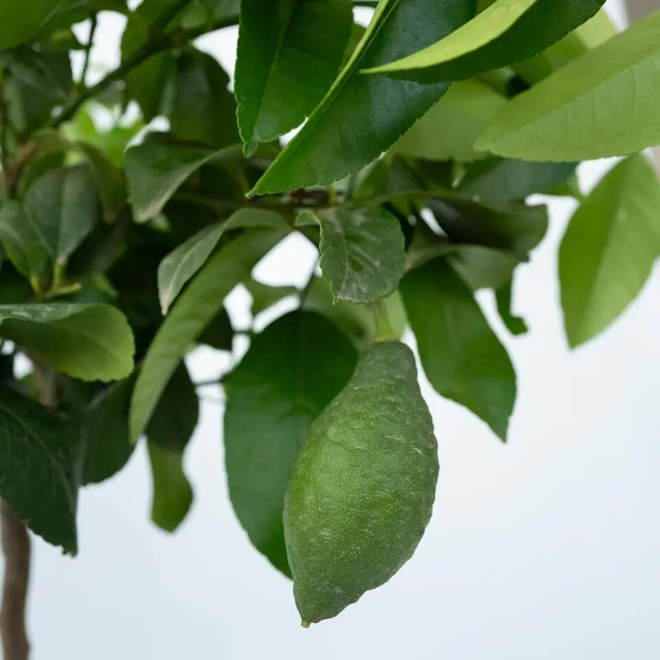 Citroenboom - Citrus limon - Hoogte 60-70cm - ⌀19cm