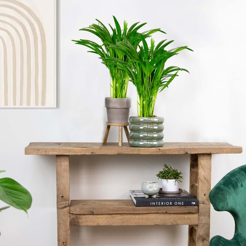 2x dypsis lutescens - palmier dorés - plante d'intérieur - entretien facile – ⌀14 cm - ↕40-50 cm