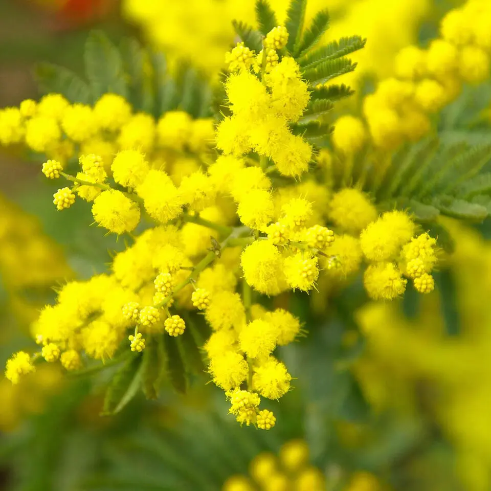 Zilveracacia - Set van 3 - Mimosa dealbata - Hoogte 25-40cm - ⌀9cm