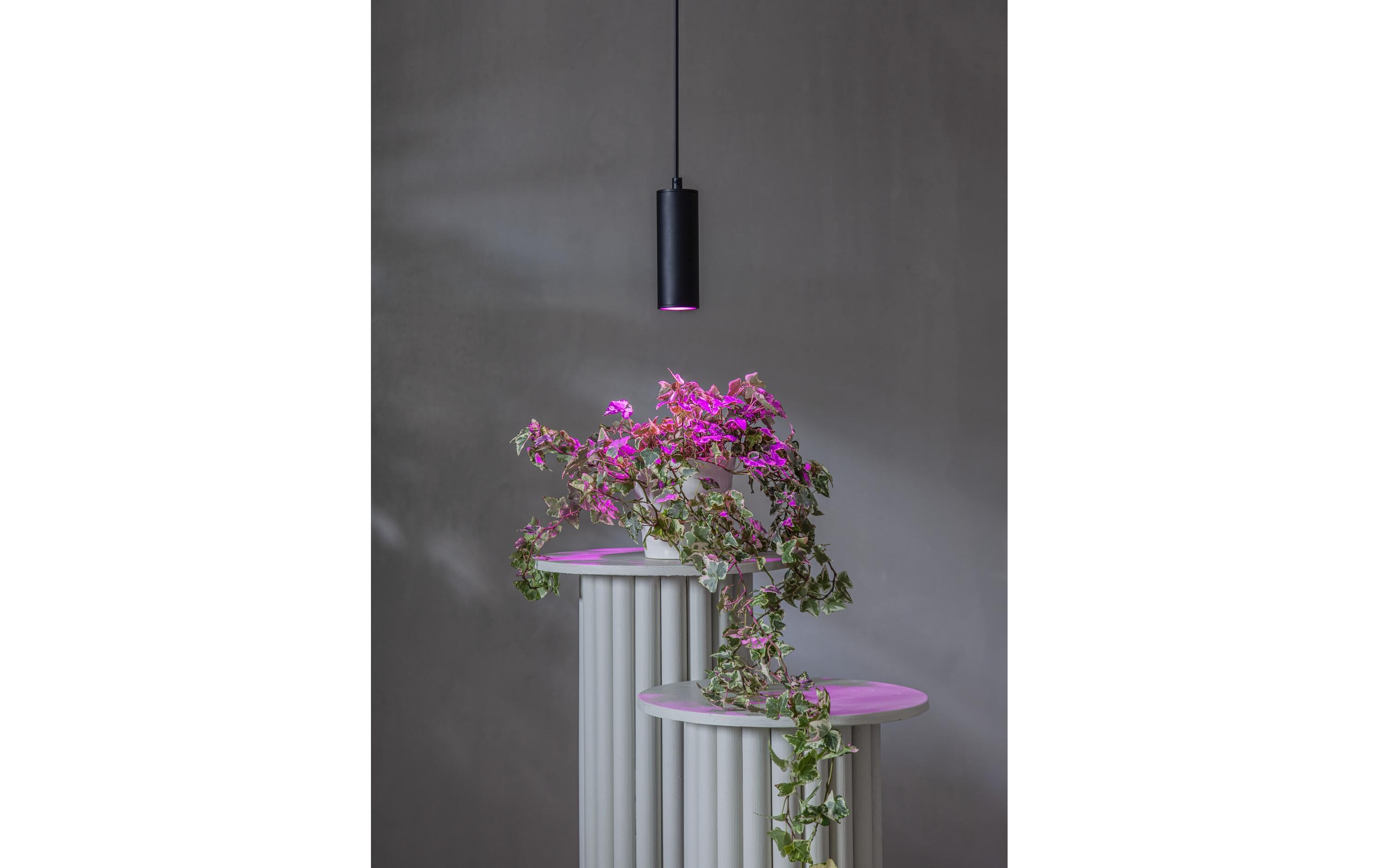Leuchtmittel LED Pflanzen GU10, 3.5 W, 42 lmPflanzenleuchtmittel