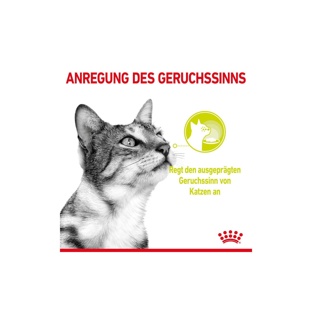 ROYAL CANIN SENSORY Smell in Gelee für wählerische Katzen 12x85g