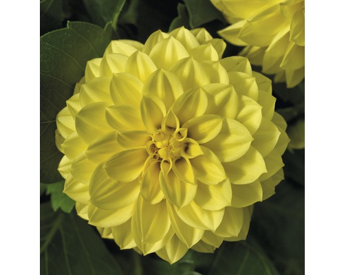 Dahlia FloraSelf Dahlia x Hybride Ø 17 cm pot willekeurige variëteitselectie