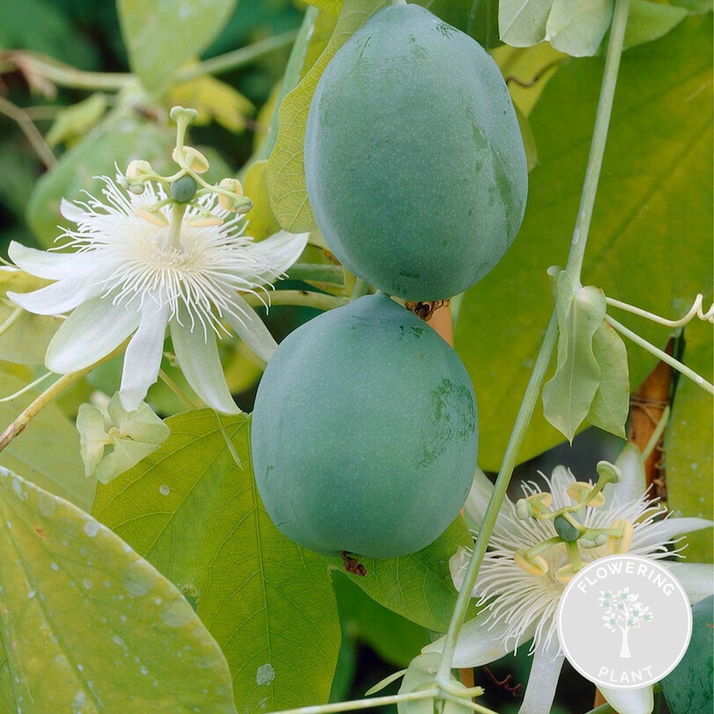 Passiflora elliot – passiflore – plante grimpante – facile d'entretien - ⌀15 cm - ↕60-70 cm
