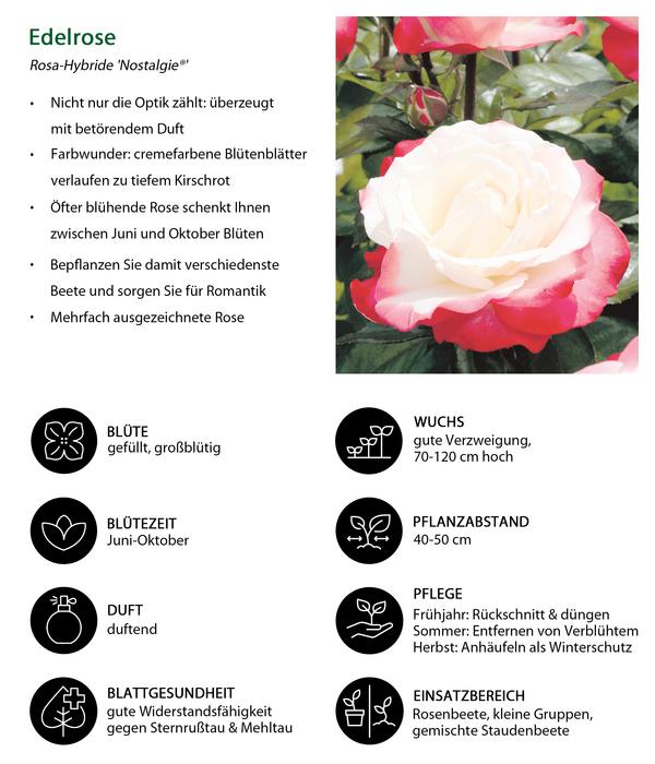 Edelrose 'Nostalgie®'