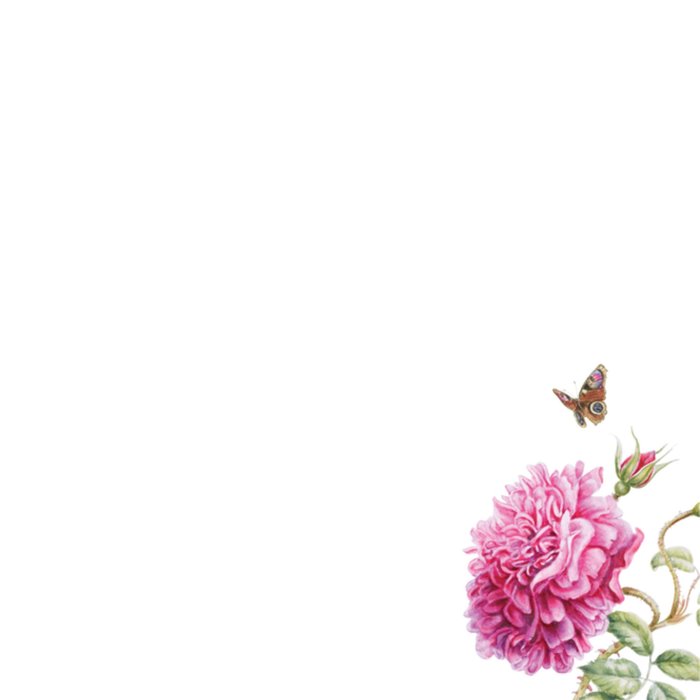 Janneke Brinkman | Sterkte kaart | Vlinders en bloemen