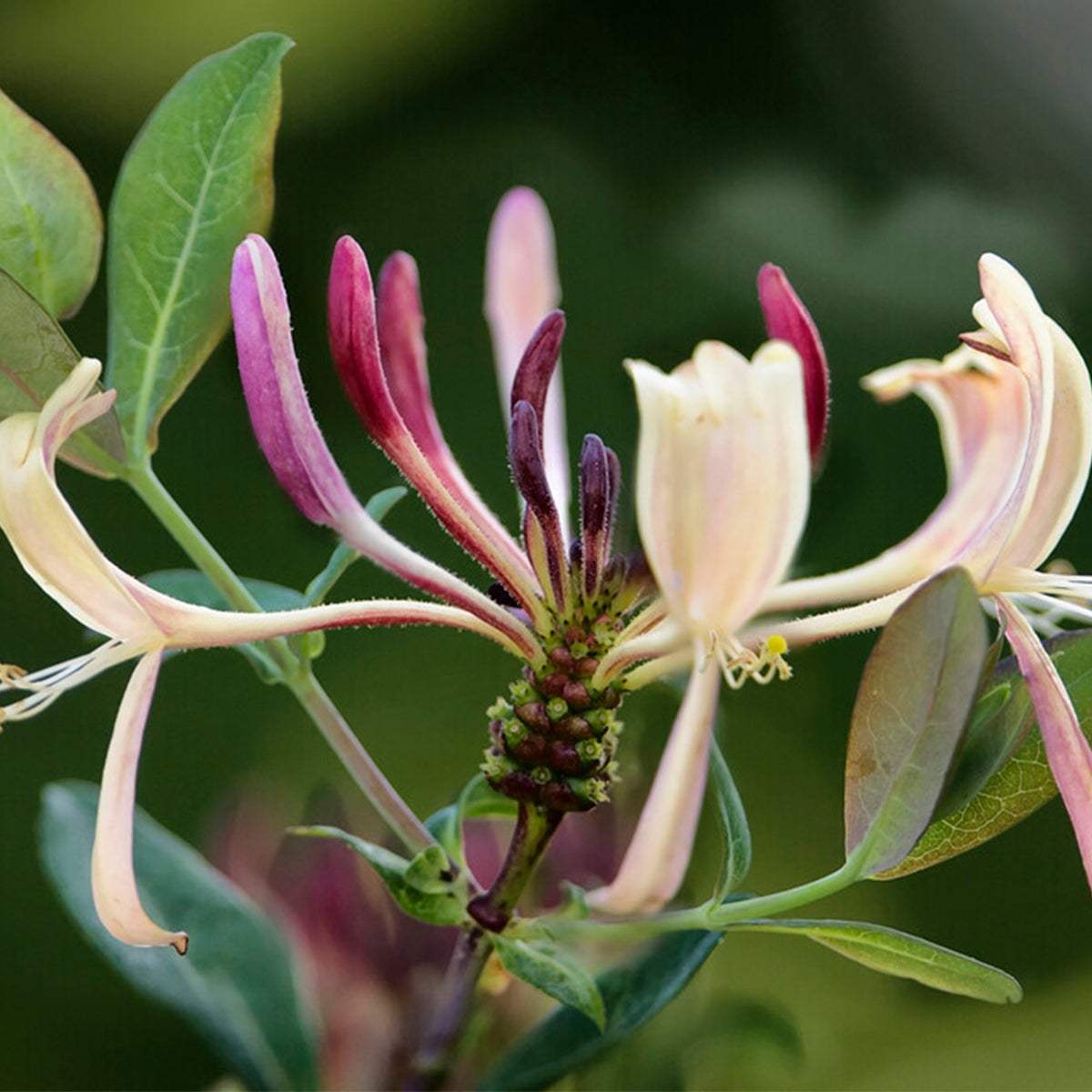 Bloomique – Lonicera periclymenum – Wilde Kamperfoelie – Geel – Klimplanten – Tuinplanten – Winterhard – Potmaat 15 cm – 70–80 cm hoog