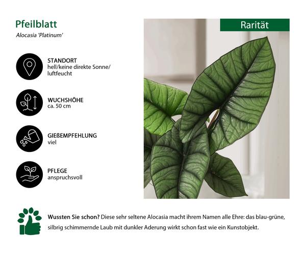 Pfeilblatt - Alocasia 'Platinum'