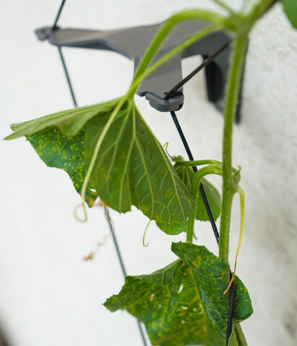 Gusta Garden Gurken-Rankhilfe Cucumber Buddy,