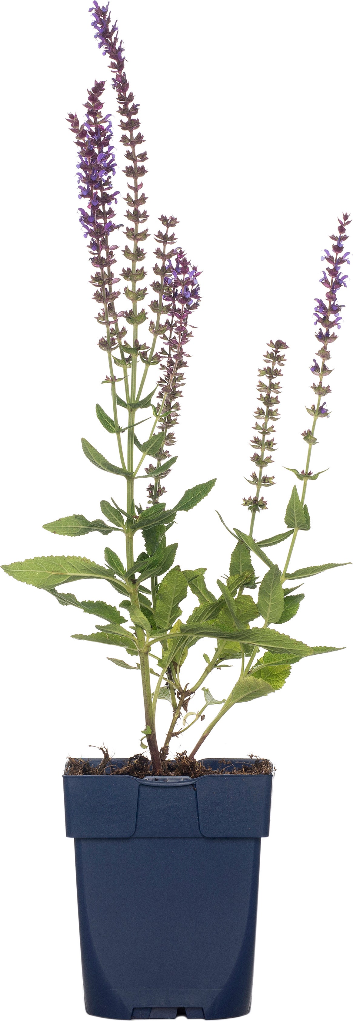 Siersalie (Salvia nemorosa 'Ostfriesland') D 15 H 15 cm