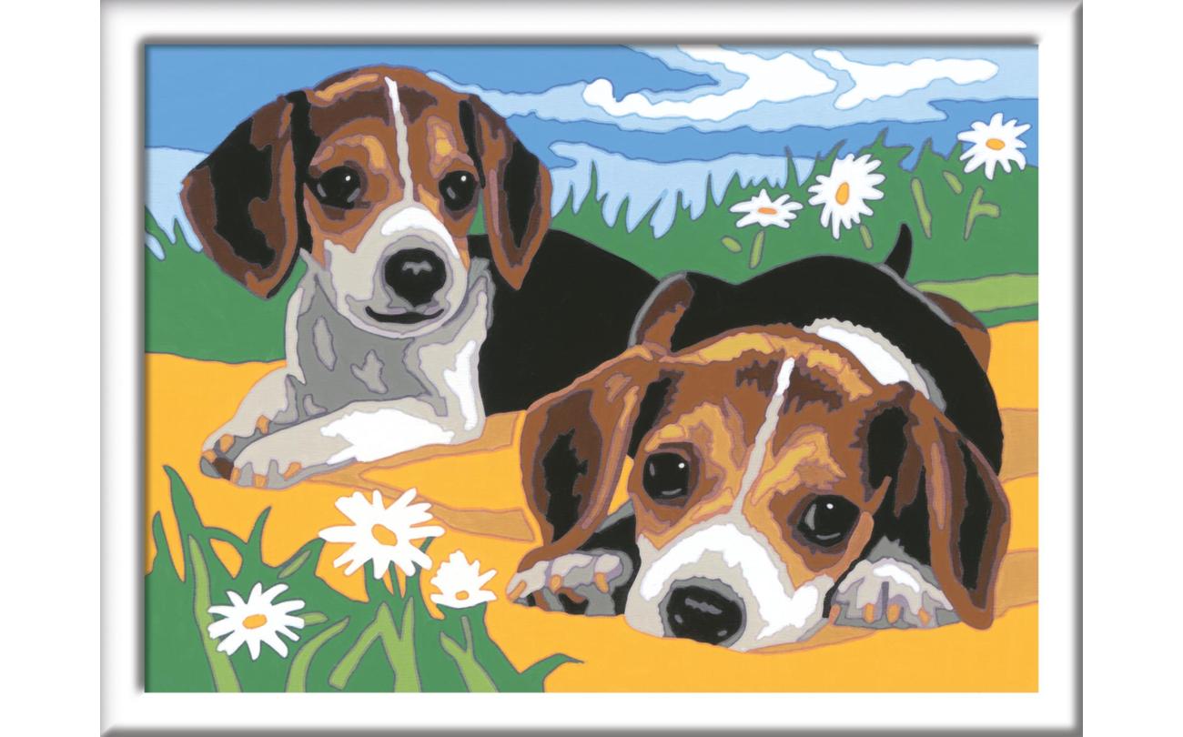 Beagle Puppies