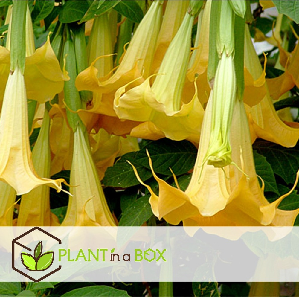 Brugmansia - mélange de 6 - fleurs de jardin - pot 9cm - hauteur 25-40cm