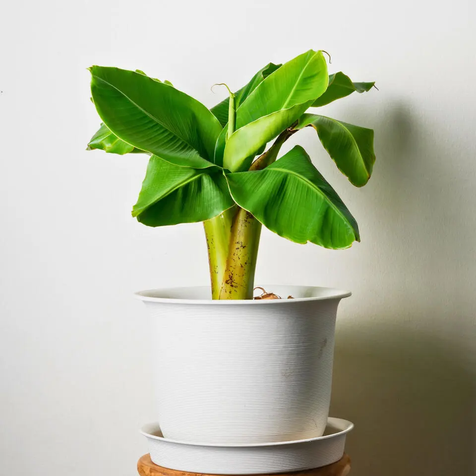 Bananenplant - Set van 6 - Musa basjoo - Hoogte 25-40cm - ⌀9cm