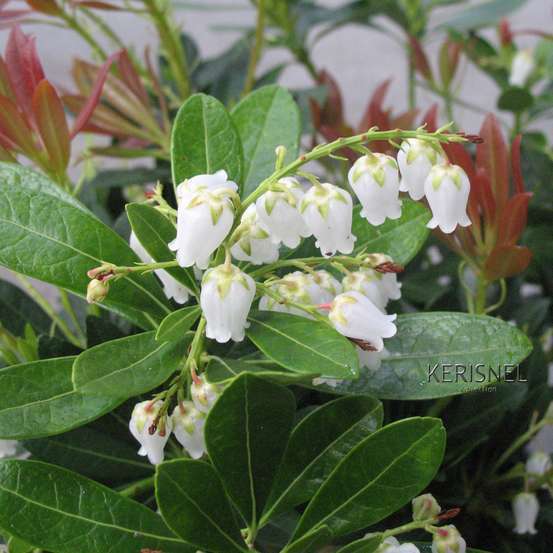 Pieris Collection générale : hauteur 30 à 40 cm, conteneur de 3 L