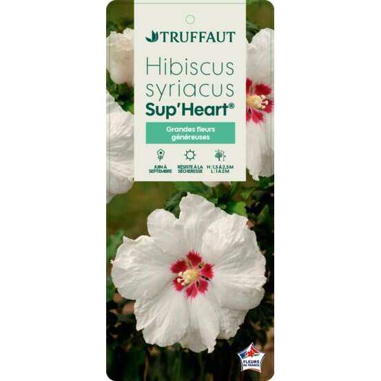 Hibiscus syriacus 'Sup' Heart' ® ':conteneur 5 litres
