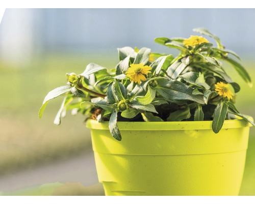 Atztekengold FloraSelf Sanvitalia hybrid 'Talya Great Yellow' Ø 12 cm pot