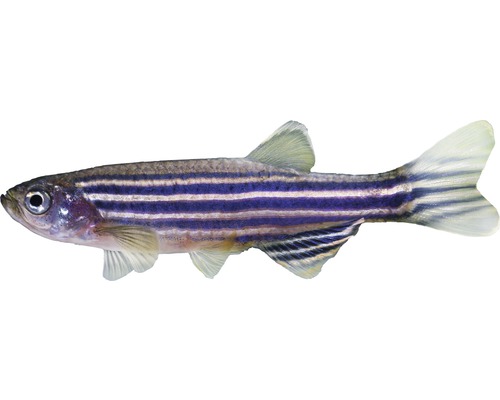 Vis zebravis - Danio rerio