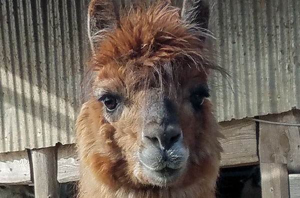 Lama und Alpaka Erlebnis Mittenwalde