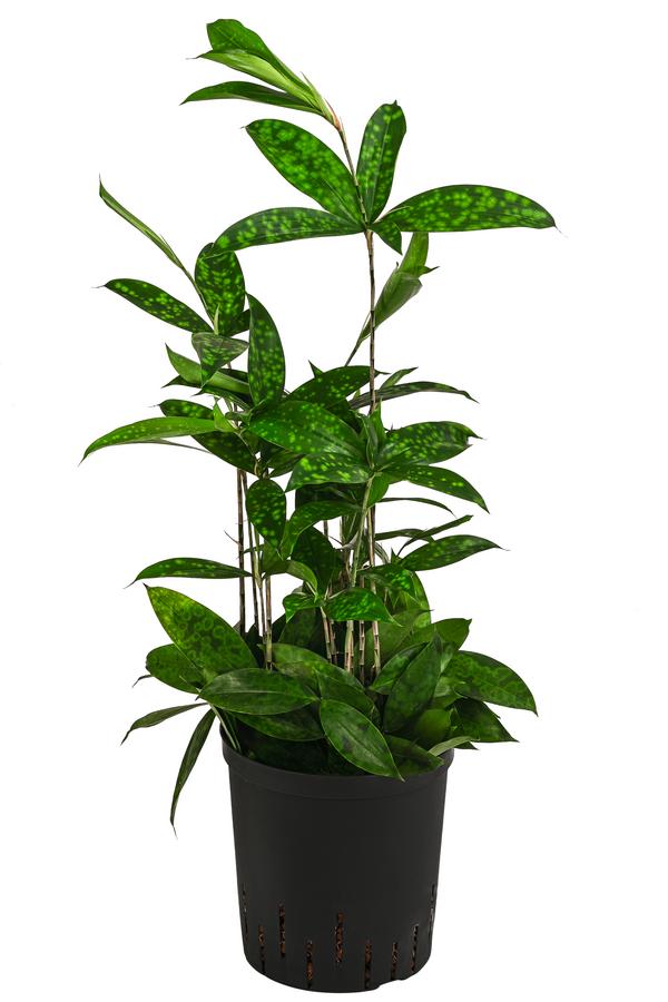 Drachenbaum - Dracaena surculosa, Hydrokultur